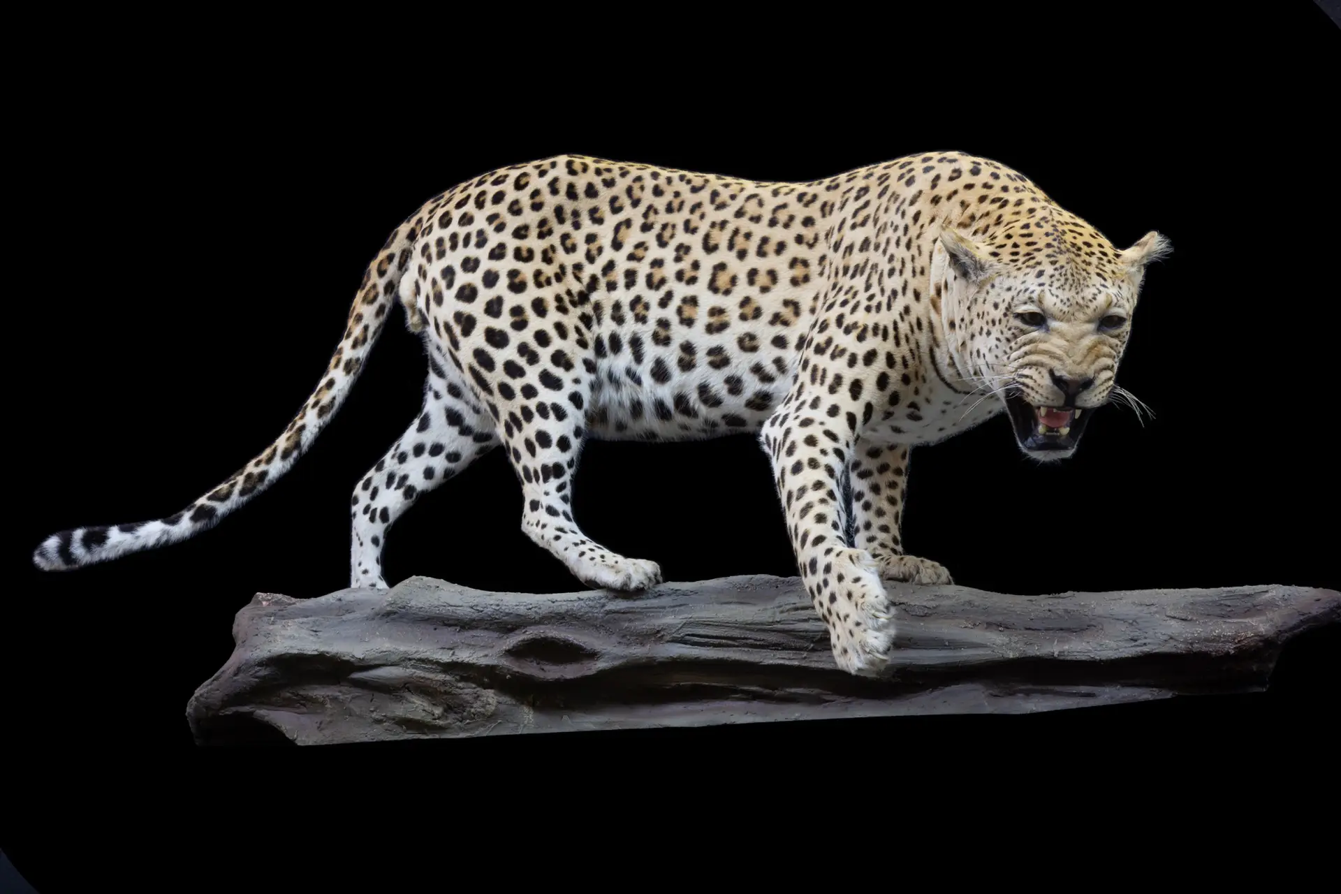 Leopard FM Log Swipe — Highveld Taxidermists